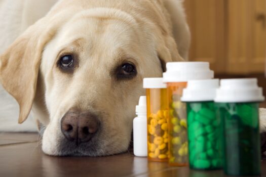 10 Best Dog Multivitamins