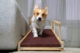 Top 10 Best Dog Ramps 2026